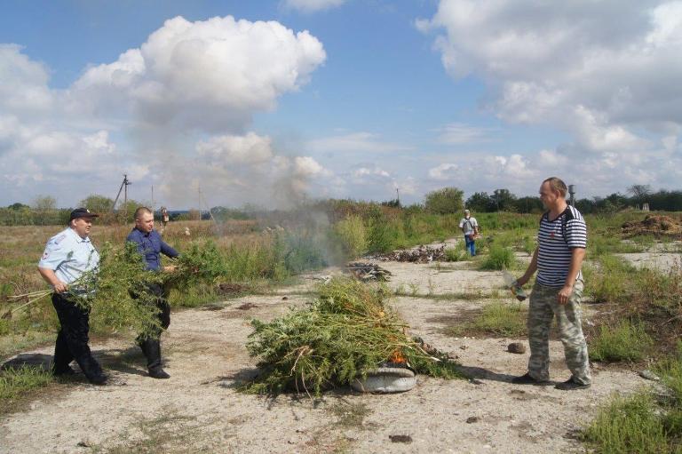 Уничтожение конопли